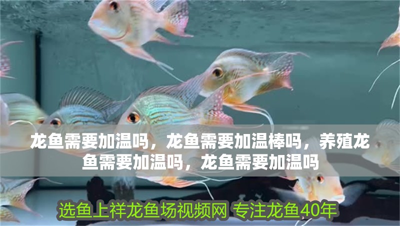 龍魚需要加溫嗎，龍魚需要加溫棒嗎，養殖龍魚需要加溫嗎，龍魚需要加溫嗎