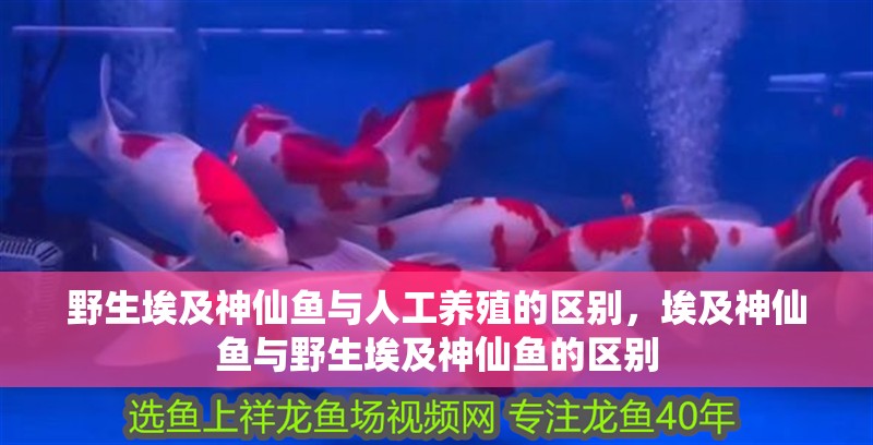 野生埃及神仙魚與人工養(yǎng)殖的區(qū)別，埃及神仙魚與野生埃及神仙魚的區(qū)別