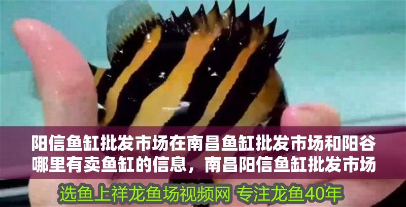 陽信魚缸批發(fā)市場(chǎng)在南昌魚缸批發(fā)市場(chǎng)和陽谷哪里有賣魚缸的信息，南昌陽信魚缸批發(fā)市場(chǎng)