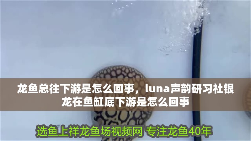 龍魚總往下游是怎么回事，luna聲韻研習(xí)社銀龍?jiān)隰~缸底下游是怎么回事