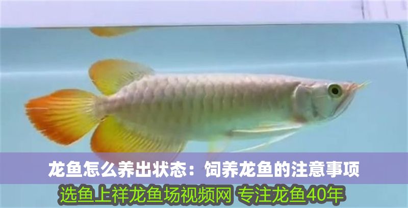 龍魚怎么養(yǎng)出狀態(tài)：飼養(yǎng)龍魚的注意事項
