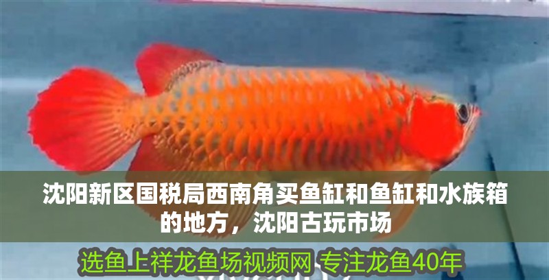 沈陽新區(qū)國稅局西南角買魚缸和魚缸和水族箱的地方，沈陽古玩市場