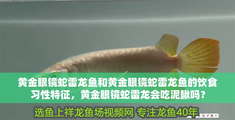 黃金眼鏡蛇雷龍魚和黃金眼鏡蛇雷龍魚的飲食習性特征，黃金眼鏡蛇雷龍會吃泥鰍嗎？