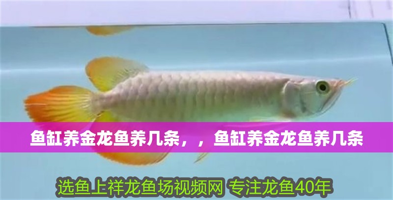 魚缸養(yǎng)金龍魚養(yǎng)幾條，，魚缸養(yǎng)金龍魚養(yǎng)幾條