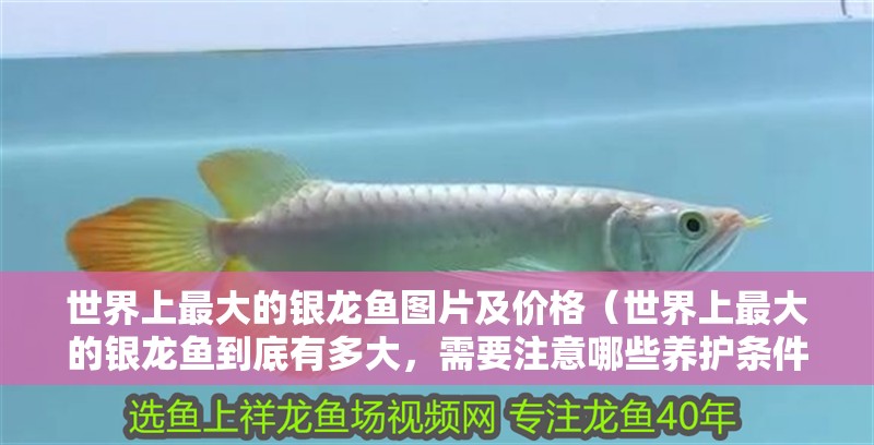 世界上最大的銀龍魚圖片及價(jià)格（世界上最大的銀龍魚到底有多大，需要注意哪些養(yǎng)護(hù)條件）