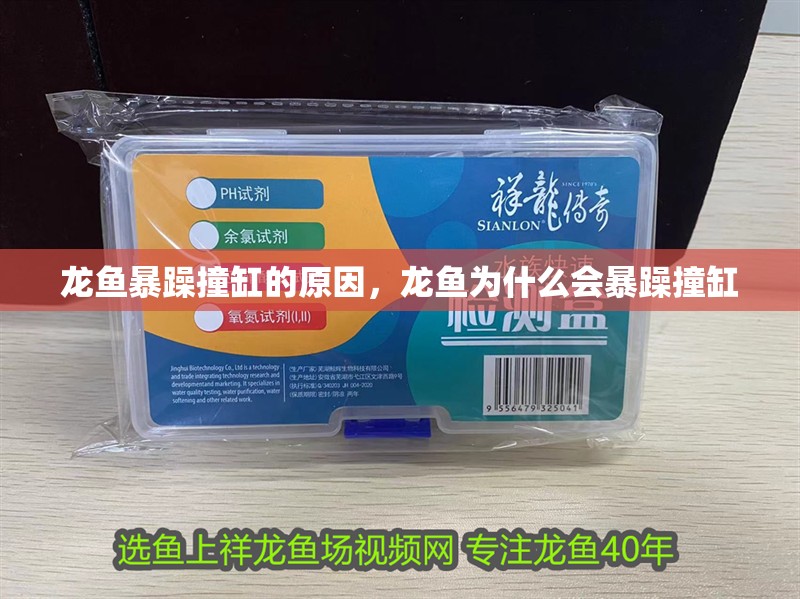龍魚暴躁撞缸的原因，龍魚為什么會(huì)暴躁撞缸