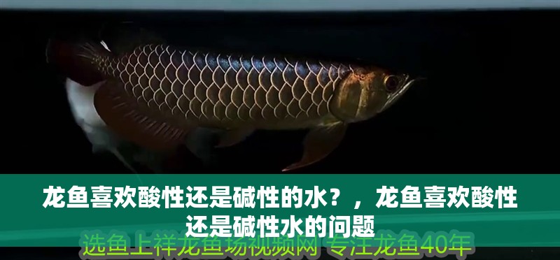龍魚喜歡酸性還是堿性的水？，龍魚喜歡酸性還是堿性水的問題