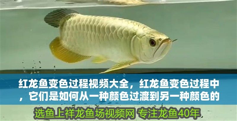 紅龍魚變色過程視頻大全，紅龍魚變色過程中，它們是如何從一種顏色過渡到另一種顏色的？