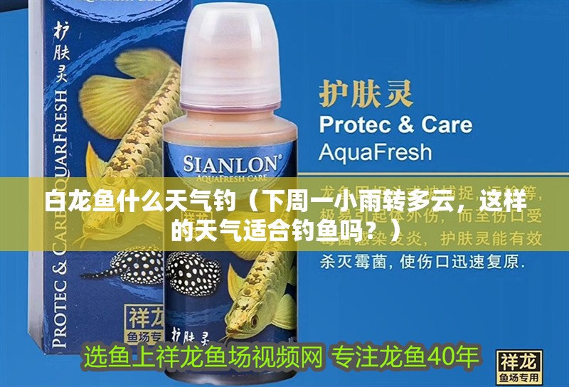 白龍魚什么天氣釣（下周一小雨轉多云，這樣的天氣適合釣魚嗎？）