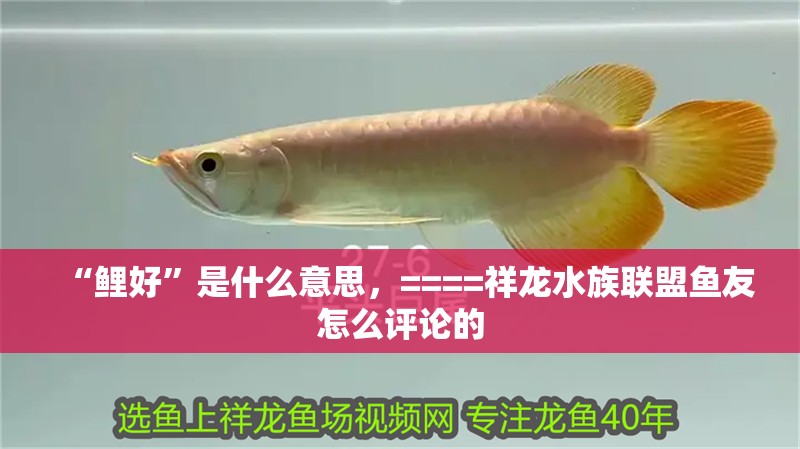“鯉好”是什么意思，====祥龍水族聯(lián)盟魚友怎么評論的