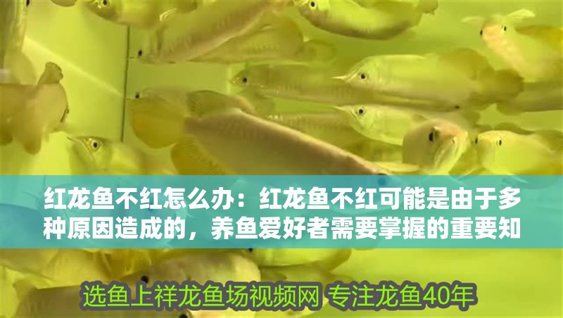 紅龍魚不紅怎么辦：紅龍魚不紅可能是由于多種原因造成的，養(yǎng)魚愛(ài)好者需要掌握的重要知識(shí)