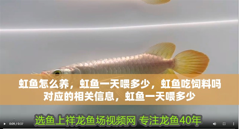 虹魚怎么養，虹魚一天喂多少，虹魚吃飼料嗎對應的相關信息，虹魚一天喂多少