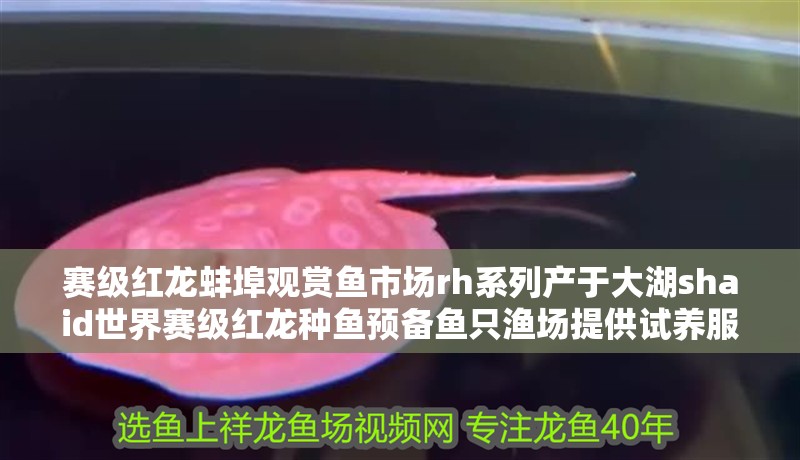 賽級紅龍蚌埠觀賞魚市場rh系列產于大湖shaid世界賽級紅龍種魚預備魚只漁場提供試養服務不滿意無條件換，賽級紅龍蚌埠觀賞魚市場