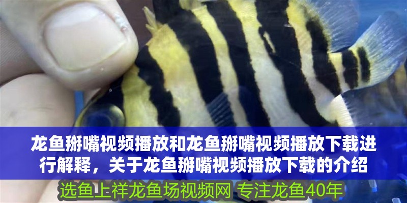 龍魚掰嘴視頻播放和龍魚掰嘴視頻播放下載進行解釋，關于龍魚掰嘴視頻播放下載的介紹