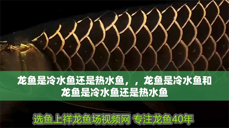 龍魚是冷水魚還是熱水魚，，龍魚是冷水魚和龍魚是冷水魚還是熱水魚
