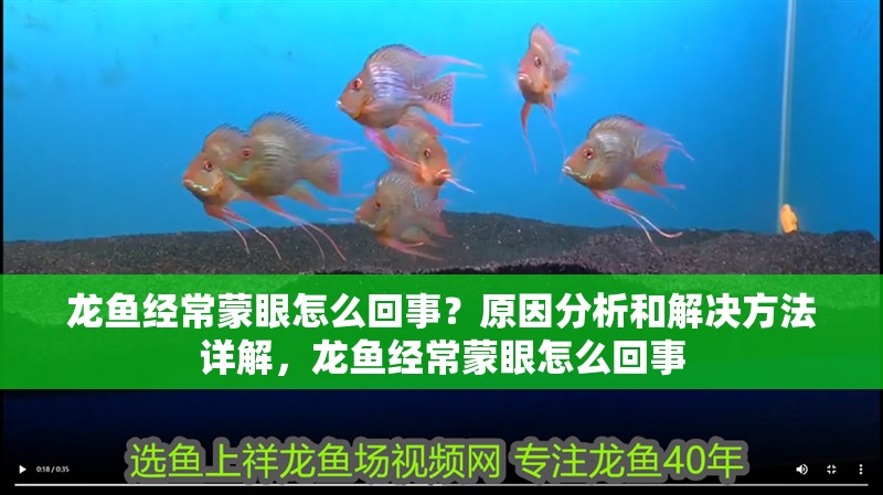 龍魚經(jīng)常蒙眼怎么回事？原因分析和解決方法詳解，龍魚經(jīng)常蒙眼怎么回事