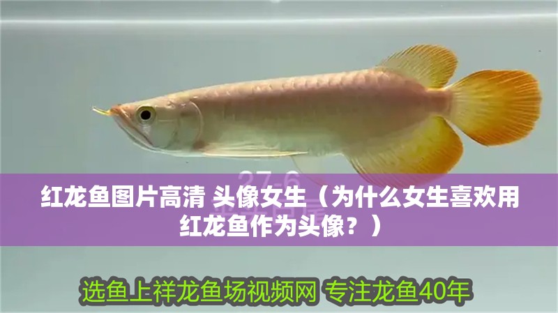 紅龍魚圖片高清 頭像女生（為什么女生喜歡用紅龍魚作為頭像？）