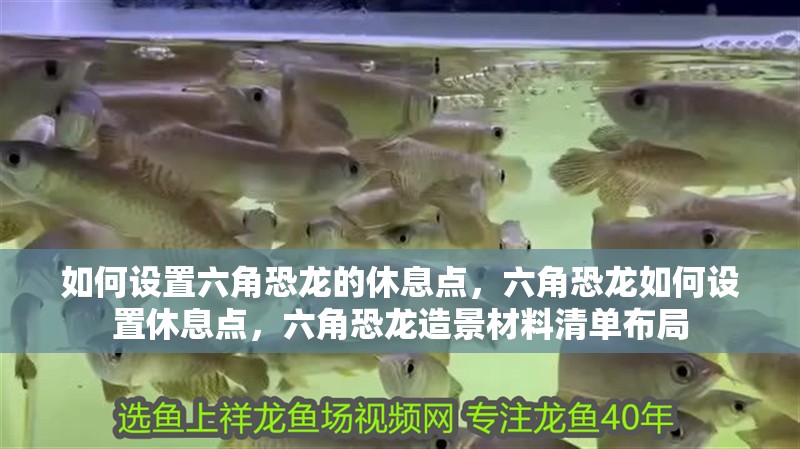 如何設(shè)置六角恐龍的休息點，六角恐龍如何設(shè)置休息點，六角恐龍造景材料清單布局