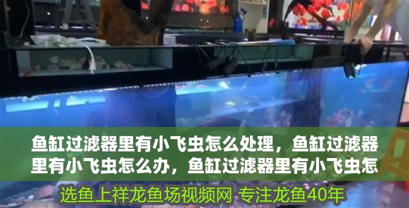 魚缸過濾器里有小飛蟲怎么處理，魚缸過濾器里有小飛蟲怎么辦，魚缸過濾器里有小飛蟲怎么辦