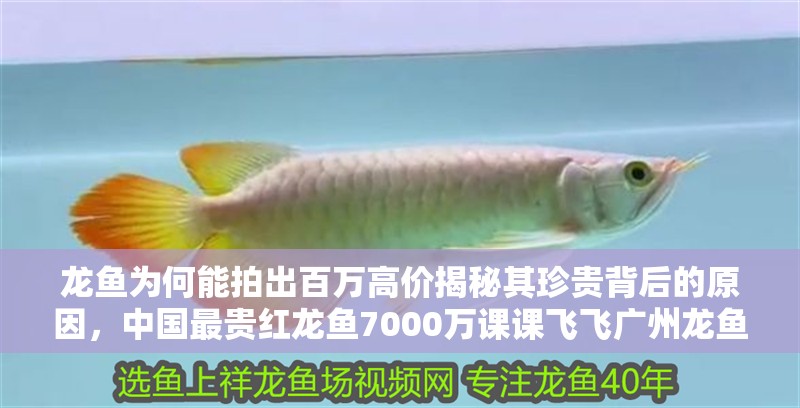 龍魚(yú)為何能拍出百萬(wàn)高價(jià)揭秘其珍貴背后的原因，中國(guó)最貴紅龍魚(yú)7000萬(wàn)課課飛飛廣州龍魚(yú)7000萬(wàn)課課飛飛
