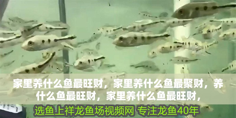 家里養(yǎng)什么魚(yú)最旺財(cái)，家里養(yǎng)什么魚(yú)最聚財(cái)，養(yǎng)什么魚(yú)最旺財(cái)，家里養(yǎng)什么魚(yú)最旺財(cái)，