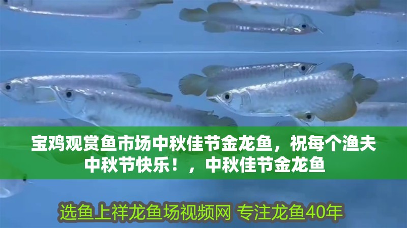 寶雞觀賞魚市場(chǎng)中秋佳節(jié)金龍魚，祝每個(gè)漁夫中秋節(jié)快樂(lè)！，中秋佳節(jié)金龍魚