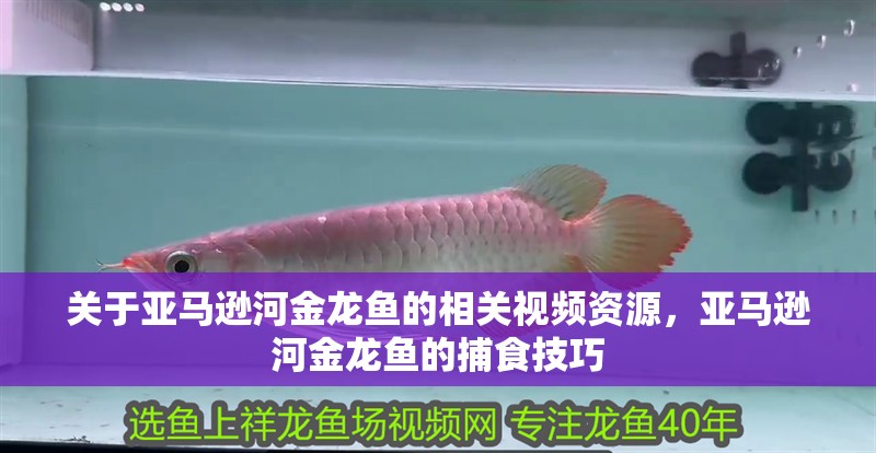 關(guān)于亞馬遜河金龍魚的相關(guān)視頻資源，亞馬遜河金龍魚的捕食技巧