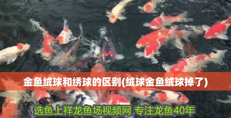 金魚絨球和繡球的區別(絨球金魚絨球掉了)
