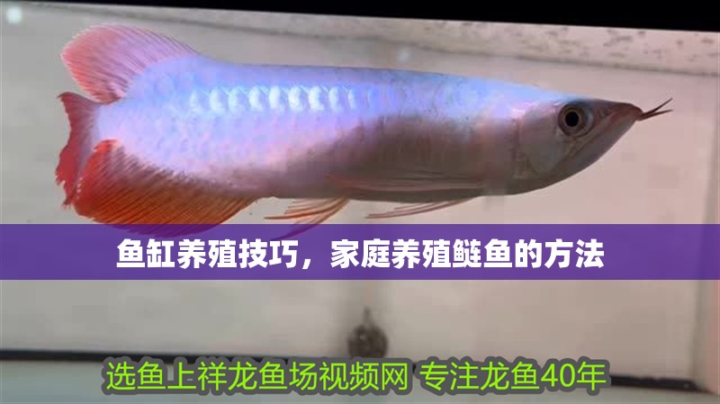魚缸養殖技巧，家庭養殖鰱魚的方法
