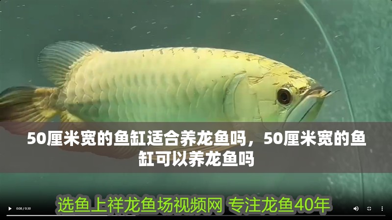 50厘米寬的魚缸適合養龍魚嗎，50厘米寬的魚缸可以養龍魚嗎