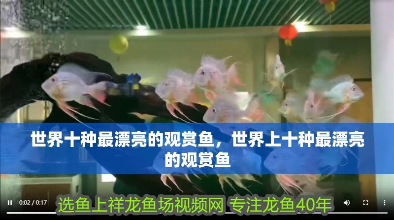 世界十種最漂亮的觀賞魚，世界上十種最漂亮的觀賞魚