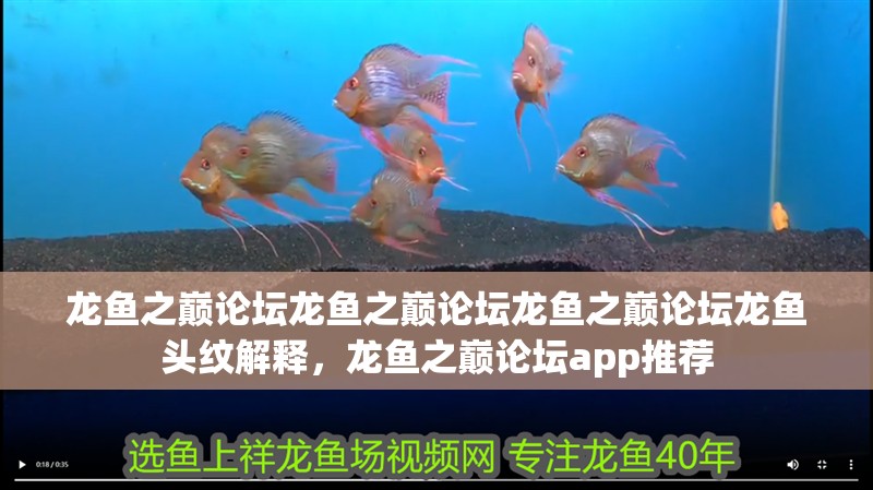 龍魚之巔論壇龍魚之巔論壇龍魚之巔論壇龍魚頭紋解釋，龍魚之巔論壇app推薦