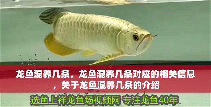 龍魚混養(yǎng)幾條,龍魚混養(yǎng)幾條對應的相關信息,關于龍魚混養(yǎng)幾條的介紹 觀賞魚百科 第2張 龍魚混養(yǎng)幾條,龍魚混養(yǎng)幾條對應的相關信息,關于龍魚混養(yǎng)幾條的介紹 龍魚混養(yǎng)幾條,龍魚混養(yǎng)幾條對應的相關信息,關于龍魚混養(yǎng)幾條的介紹 觀賞魚百科 第2張
