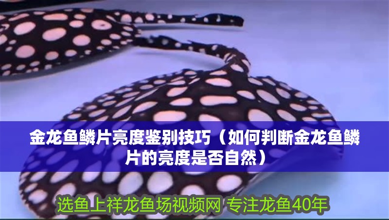金龍魚鱗片亮度鑒別技巧（如何判斷金龍魚鱗片的亮度是否自然）