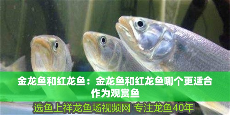 金龍魚和紅龍魚：金龍魚和紅龍魚哪個更適合作為觀賞魚 金龍魚和紅龍魚：金龍魚和紅龍魚哪個更適合作為觀賞魚 觀賞魚百科 第2張