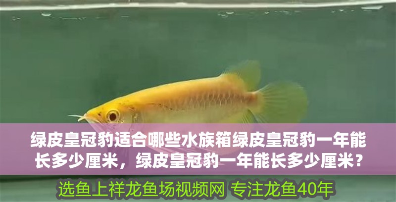 綠皮皇冠豹適合哪些水族箱綠皮皇冠豹一年能長多少厘米，綠皮皇冠豹一年能長多少厘米？