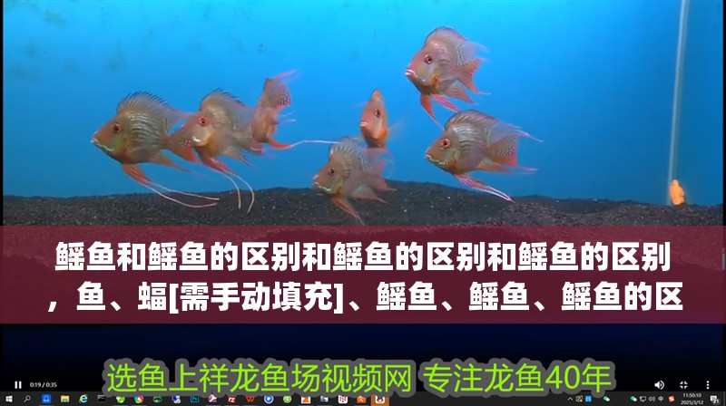 鰩魚和鰩魚的區別和鰩魚的區別和鰩魚的區別，魚、蝠[需手動填充]、鰩魚、鰩魚、鰩魚的區別