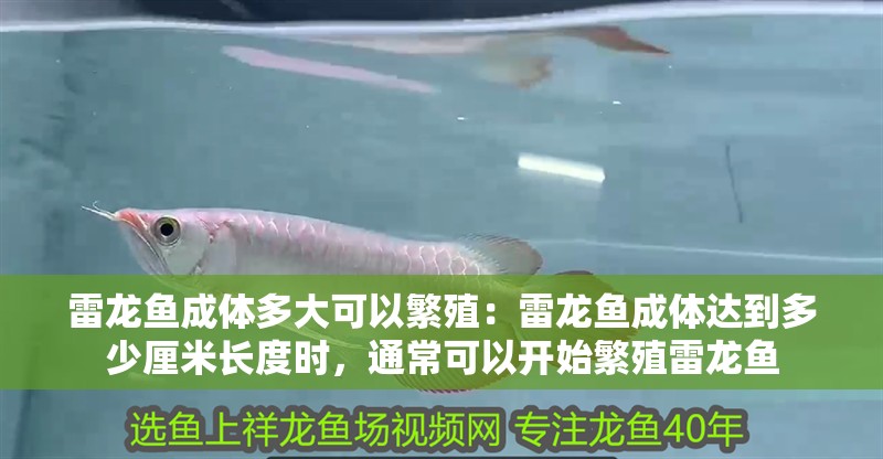 雷龍魚成體多大可以繁殖：雷龍魚成體達到多少厘米長度時，通常可以開始繁殖雷龍魚