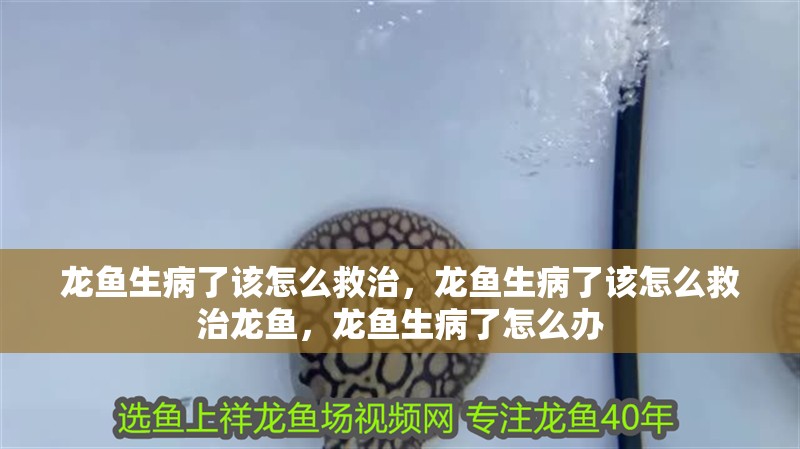 龍魚生病了該怎么救治，龍魚生病了該怎么救治龍魚，龍魚生病了怎么辦