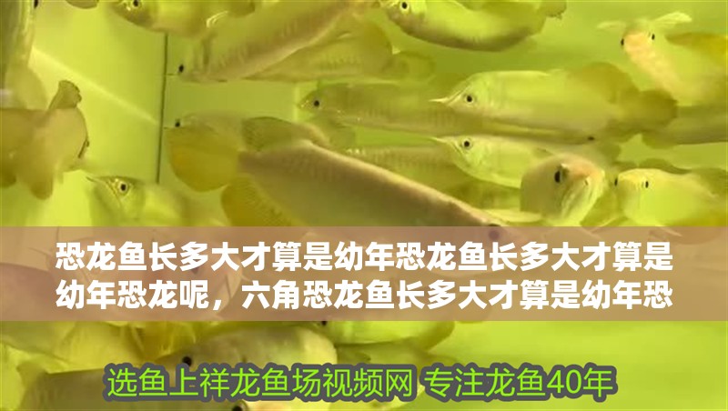 恐龍魚長多大才算是幼年恐龍魚長多大才算是幼年恐龍呢，六角恐龍魚長多大才算是幼年恐龍呢視頻