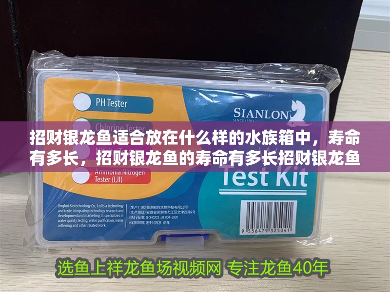招財銀龍魚適合放在什么樣的水族箱中，壽命有多長，招財銀龍魚的壽命有多長招財銀龍魚的壽命有多長