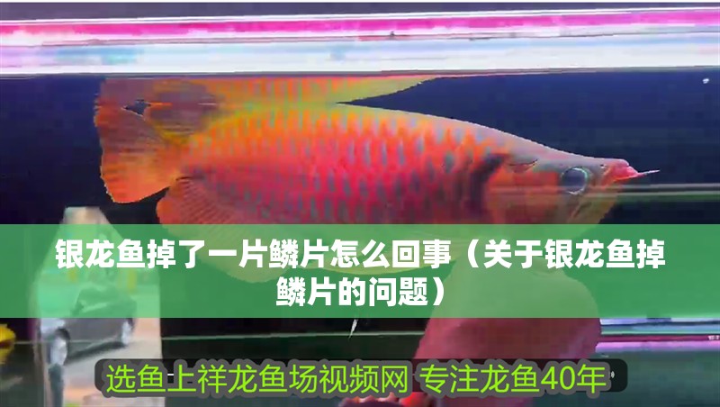 銀龍魚掉了一片鱗片怎么回事（關于銀龍魚掉鱗片的問題）