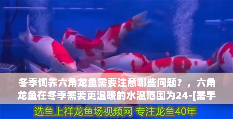 冬季飼養(yǎng)六角龍魚需要注意哪些問題？，六角龍魚在冬季需要更溫暖的水溫范圍為24-[需手動填充]