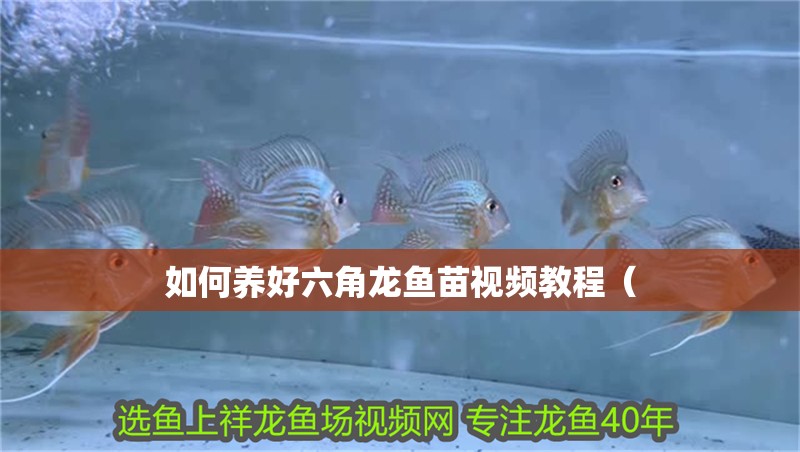 如何養好六角龍魚苗視頻教程（