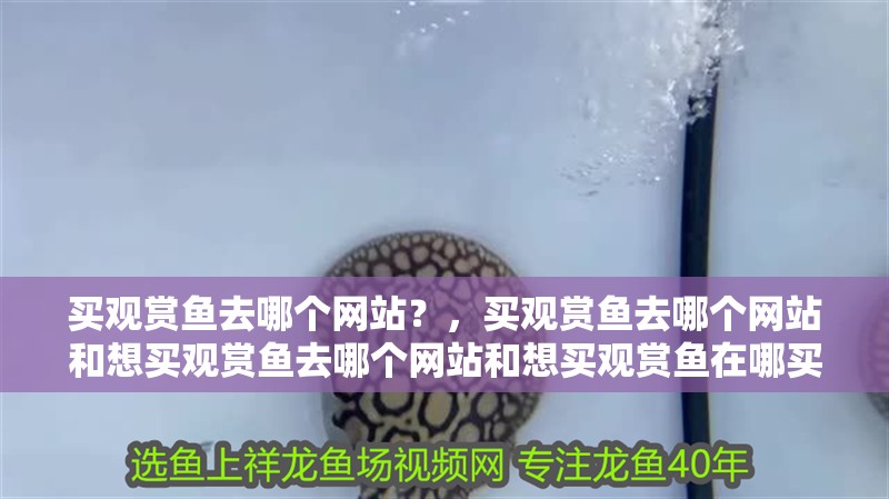 買觀賞魚去哪個網(wǎng)站？，買觀賞魚去哪個網(wǎng)站和想買觀賞魚去哪個網(wǎng)站和想買觀賞魚在哪買