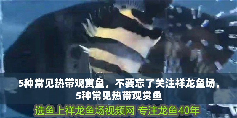 5種常見熱帶觀賞魚，不要忘了關注祥龍魚場，5種常見熱帶觀賞魚