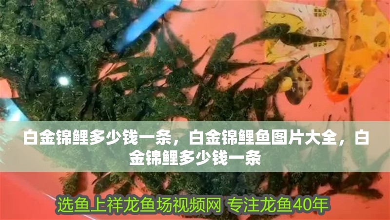 白金錦鯉多少錢一條，白金錦鯉魚圖片大全，白金錦鯉多少錢一條