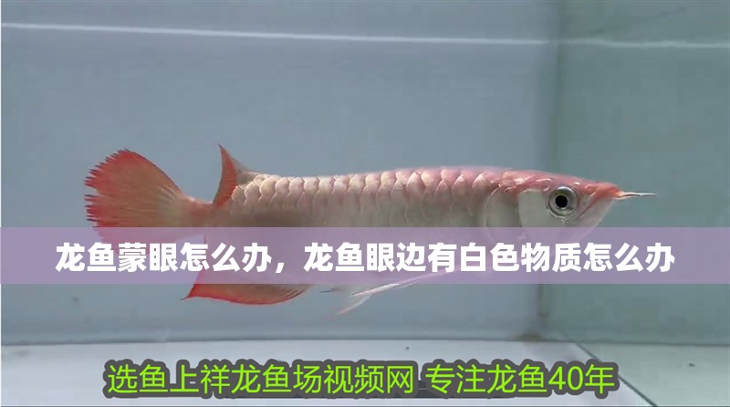 龍魚蒙眼怎么辦，龍魚眼邊有白色物質怎么辦