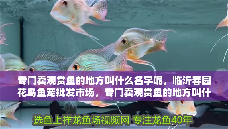 專門賣觀賞魚的地方叫什么名字呢，臨沂春園花鳥魚寵批發(fā)市場，專門賣觀賞魚的地方叫什么名字