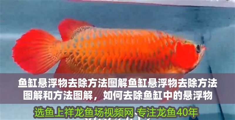 魚缸懸浮物去除方法圖解魚缸懸浮物去除方法圖解和方法圖解,如何去除魚缸中的懸浮物 觀賞魚百科 第2張 魚缸懸浮物去除方法圖解魚缸懸浮物去除方法圖解和方法圖解,如何去除魚缸中的懸浮物 魚缸懸浮物去除方法圖解魚缸懸浮物去除方法圖解和方法圖解,如何去除魚缸中的懸浮物 觀賞魚百科 第2張